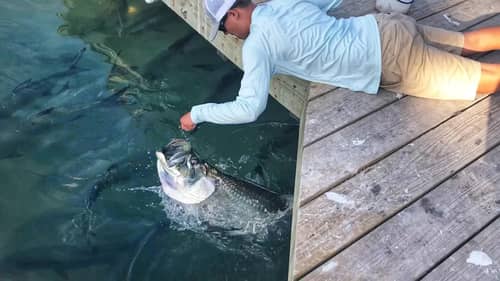 HAND Feeding REALLY BIG Fish at Robbies Marina in Florida Keys!