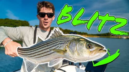 Stalking SHALLOW Water Bass in Saltwater PONDS (Striper Madness)