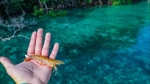 Fishing Jumbo Live Shrimp In Beautiful Blue Water + An Unbelievable Catch