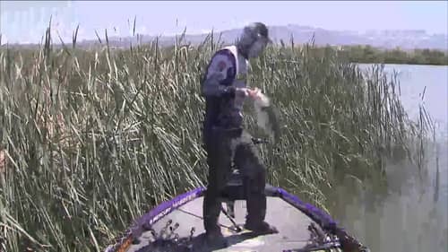 Aaron Martens pulls a 4.5 pounderout of the grass BASS Live from Lake Havasu