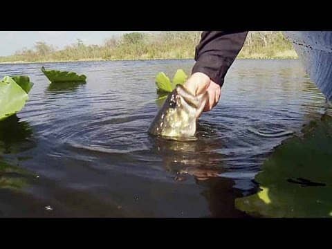 How To Fish the Yum Houdini Shad | Bass Fishing