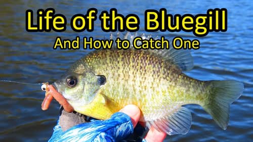 Life of the Bluegill and How to Catch a Bluegill