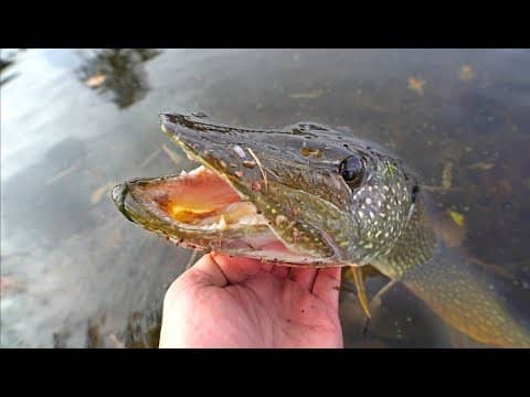 Chasing after Slimy Pond MONSTERS with Big Teeth