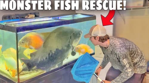 Saving Monster Fish From Tiny Aquarium!