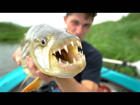 Demon Fish From Africa! -- Africa Pt. 4