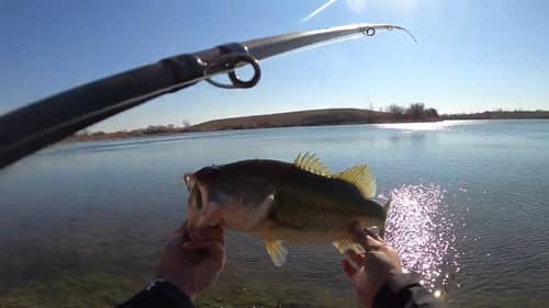 Reaction Baits for BIG Wintertime Bass