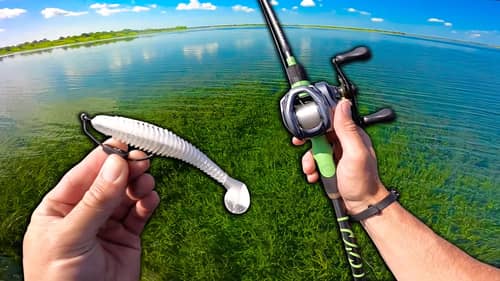 Hunting SUPER Clear Water Fish in THICK Grass!