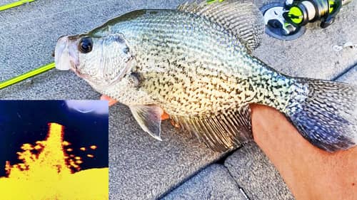 CATCH MORE CRAPPIE! Fishing Jigs In Brush and Stumps! (Livescope)
