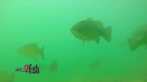 Huge School of Smallmouth Bass (Underwater) with Walleye Mixed In