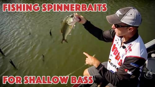Fishing for Bass in Shallow Cover with Spinnerbaits