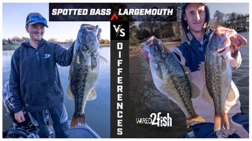 Spotted Bass vs Largemouth | 4 Key Differences