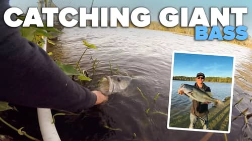 Catching MONSTER Bass (INCREDIBLE Day of Fishing)