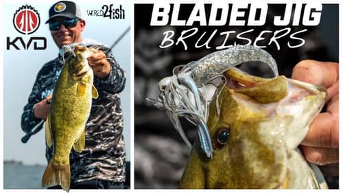 KVD's ChatterBait System for Magnum Smallmouth Bass