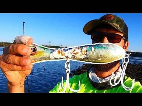 BEST TOPWATER FOOTAGE on YOUTUBE!! (PROMISE)