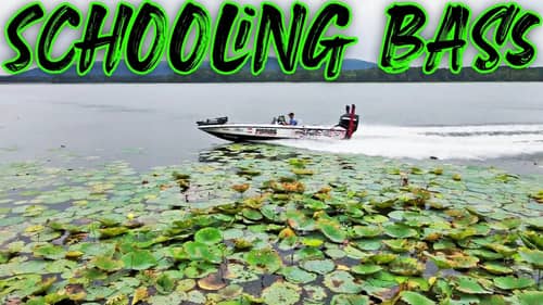 How To Catch SCHOOLING BASS In The FALL!!