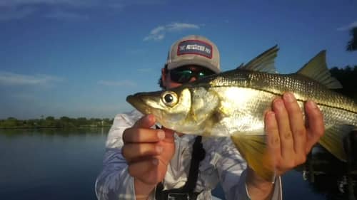 Skipping Docks for Unique Snook