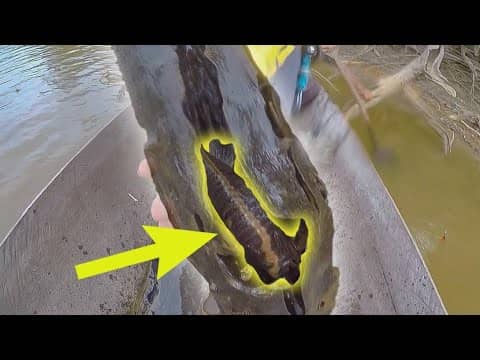 TONS of STRANGE FISH found INSIDE A LOG!!! (Unbelievable)
