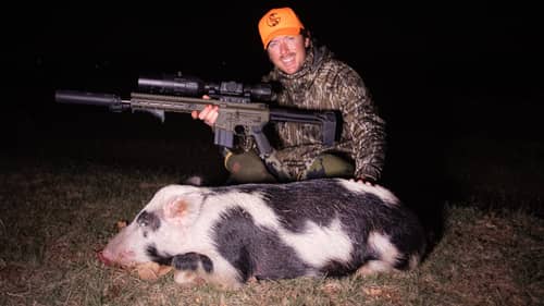 Hunting Calico Hog with Night Vision