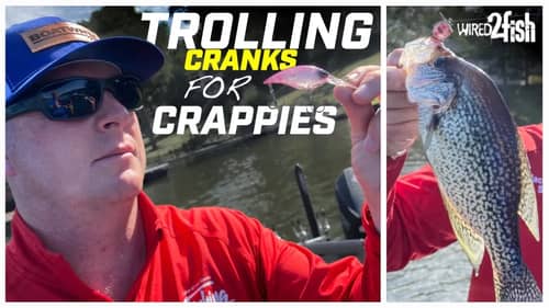 How to Troll Crankbaits for Crappies
