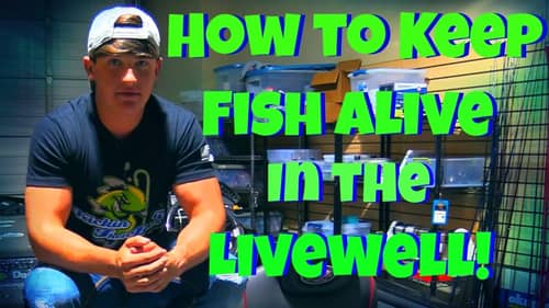 How to Keep Fish Alive in your Livewell! ~ New Pro Products