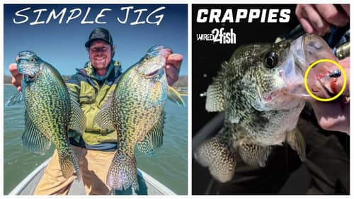 How to Catch Crappies on Jigs Around Trees