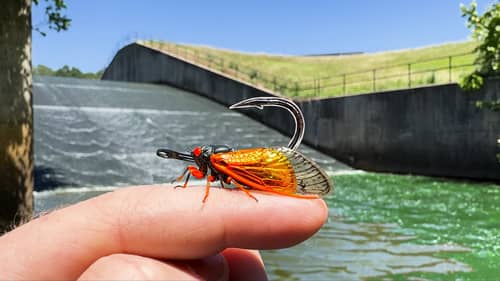 I Thought it was a Snag... It was The KING of The SPILLWAY!!! (New PB!)