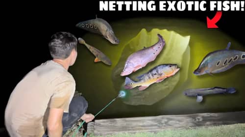 NET TRAP CATCHES RARE KNIFE FISH AT NIGHT!