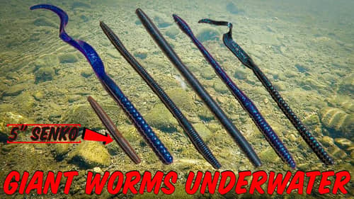How Magnum Plastic Worms Actually Look Underwater! Underwater Footage And Rigging Tricks!