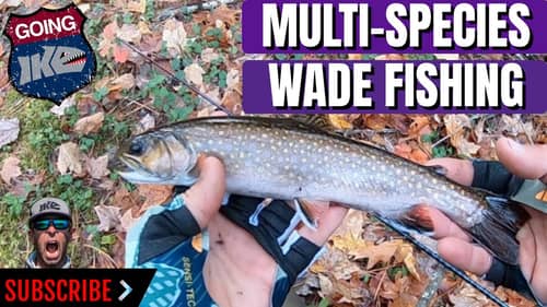 Multi-Species WADE FISHING!