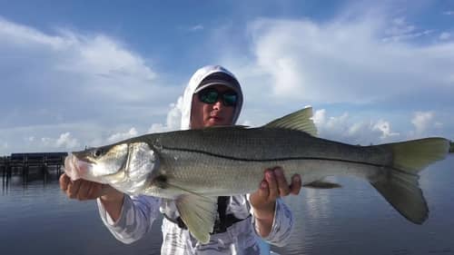 Swimbaits for Snook
