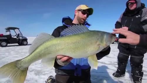 Giant Walleye Caught on Lake Winnipeg