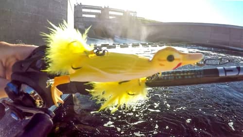 Can The Duck Lure Catch A Spillway BEAST?
