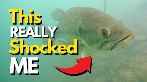 Strangest Bass Behavior I've Witnessed Underwater