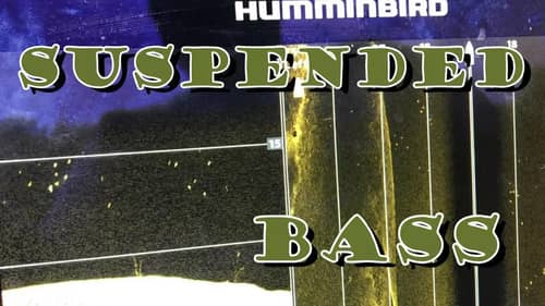 Suspended Summer Bass