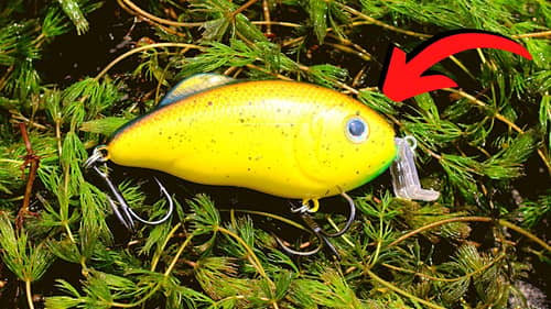 The BEST LURES For Fishing GRASS & WEEDS