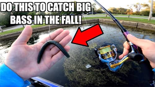 How to Catch BIG Bass in the Fall Transition! (Bass fishing tips)