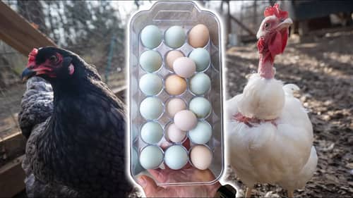 Backyard Chicken Egg Shortage? NOT WITH THIS FEED!
