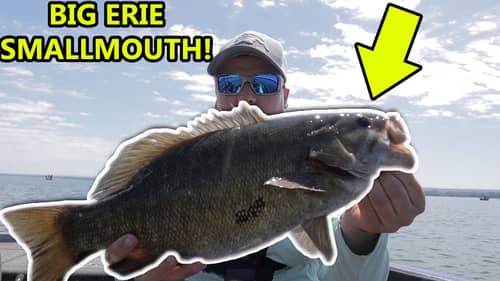 CRAZY Lake Erie Smallmouth Bass Fishing! (Beds Everywhere?!)