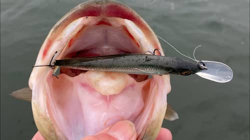The 4 Keys To Catching Jerkbait Bass In Cold, Dirty Water