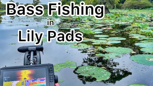 3 Baits and 3 Ways to Fish Lily Pads - Bass Fishing