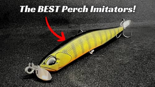 Perch Colors Can Be So Good At Catching Big Bass! You Need To Use Them!