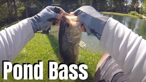 Start Catching MORE Pond Bass (In Half The Time)
