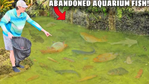 I Found ABANDONED Aquarium Fish Left to DIE!