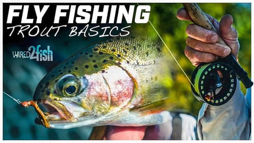 How to Fly Fish for Trout in Clear Water