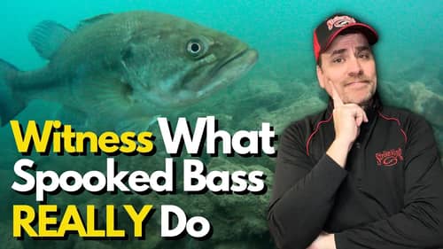 WATCH What Bass Do When on Alert or Scared | Underwater Proof