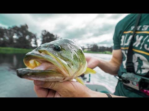 Topwater Bass Beatdown -- Mystery Tackle Box Style