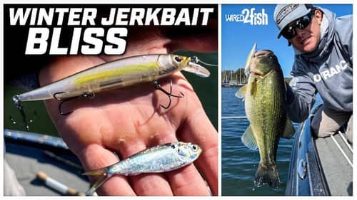 How to Fish Jerkbaits for Winter Bass on Grass Lakes