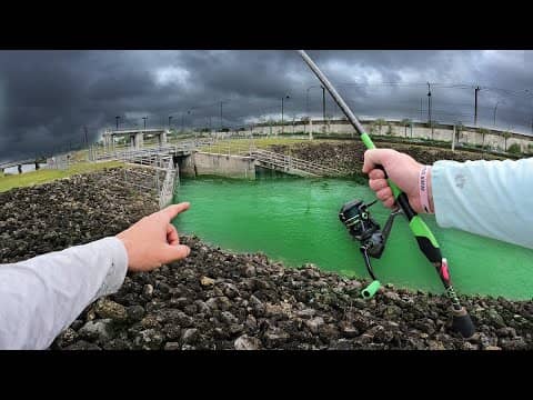 Chasing INVASIVE Exotic Fish In Spillways & Canals