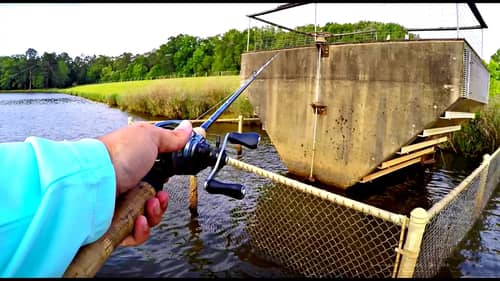 CRAZIEST Fish Catch (Over a Fence)!!