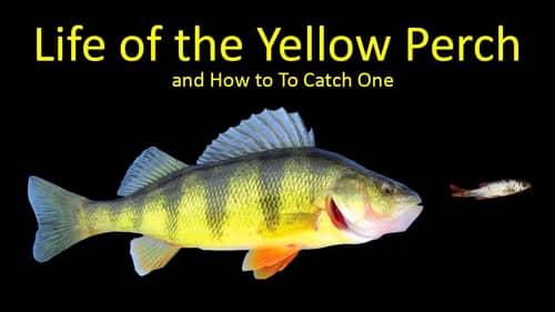 Life of the Yellow Perch and How to Fish for Perch